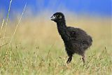 South Island Takahe